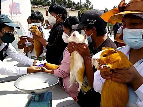Best guinea pig contest, held at an animal fair where people raise their guinea pigs to show off their quality. 