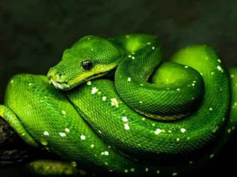 A large green anaconda coiled on a branch, showing its emerald scales.
