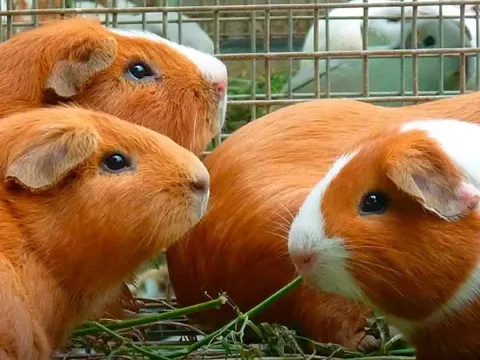 Group of orange and white guinea pigs feeding in a pen