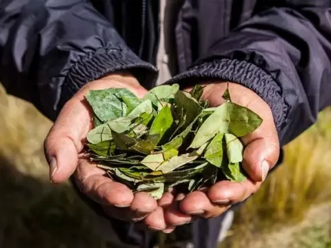 A person holding a large handful of green dried coca leaves