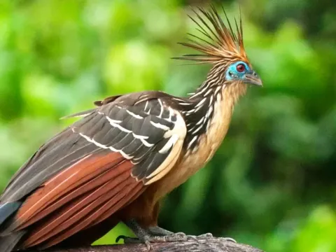 A Hoatzin bird with its unique crest and blue face perched in the Amazon jungle.
