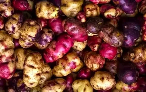Variety of native Andean potatoes, including Huayro potatoes with red/purple skin and yellow flesh