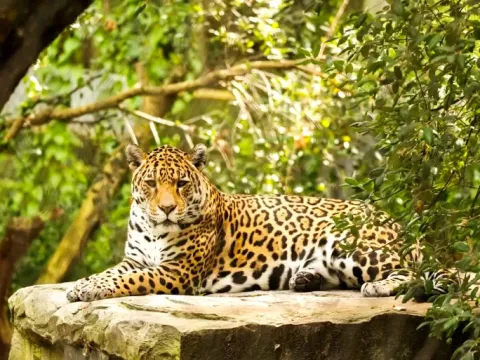 A powerful Peruvian jaguar resting on a stone surface surrounded by green foliage.