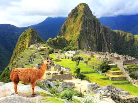 A brown llama posing on a rock in the ruins of Machu Picchu, with the iconic Huayna Picchu mountain in the background.