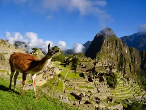 A brown llama standing on a green grass terrace overlooking the stone structures of Machu Picchu under a blue sky.