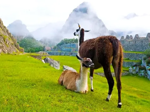 Two llamas grazing on the terraces of Machu Picchu with the mist-covered mountains in the background.