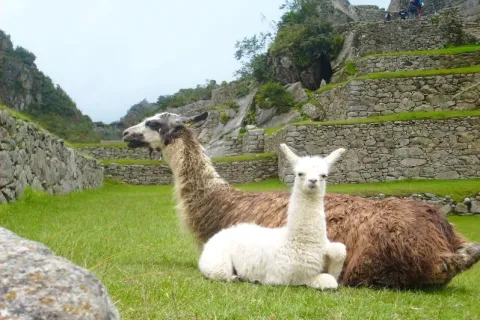 Llamas at Inca Ruins Two llamas, one brown and one white, resting on a green grass field at an Inca archaeological site.