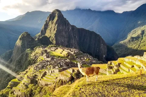 Iconic view of Machu Picchu under a clear blue sky with llamas grazing on the green agricultural terraces in the foreground.