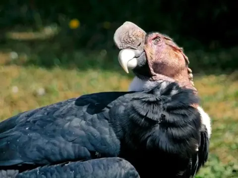 Close-up of a male Andean Condor looking up, showcasing its unique facial features and black plumage.