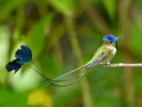 A rare Marvelous Spatuletail hummingbird with its long, unique tail feathers perched on a thin branch.