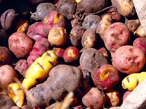 Colorful variety of native Andean potatoes, including yellow, red, and purple hues, stacked