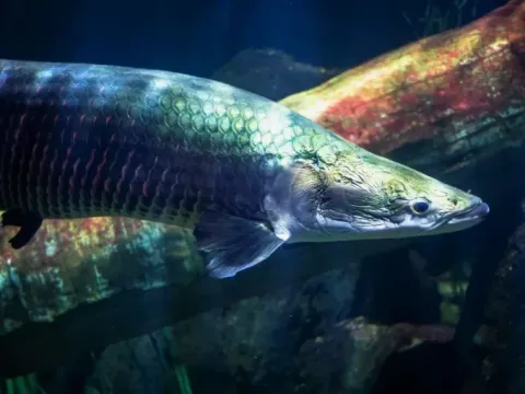A large Paiche (Arapaima), one of the biggest freshwater fish, swimming in the Amazon.
