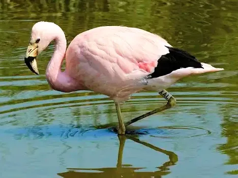 A pink Andean flamingo, known as Parihuana, standing in the shallow waters of a lake.