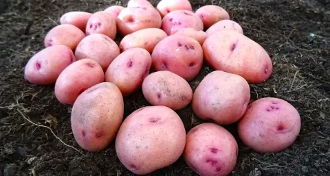 Bunch of fresh Canchán potatoes with pink skin and small eyes, harvested from dark soil.