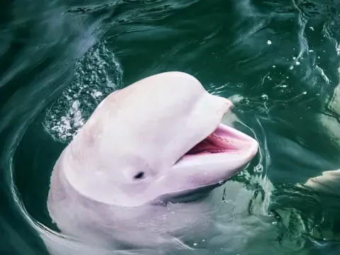 A rare pink river dolphin emerging from the water in the Peruvian Amazon.