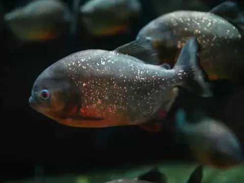 A group of piranhas swimming in the dark waters of the Amazon River.