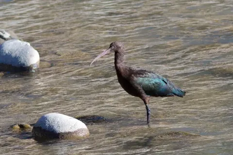A Puna Ibis standing in shallow water among river rocks, showcasing its dark iridescent feathers.