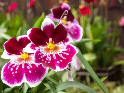 Close-up of exotic purple and white orchids blooming in the Peruvian cloud forest.