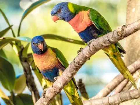 A bright red and black Andean Cock-of-the-rock, the national bird of Peru, perched on a branch
