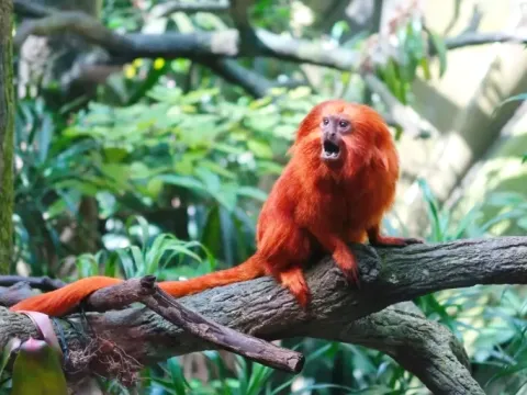 A bright orange Red Howler Monkey sitting on a tree branch in the rainforest.