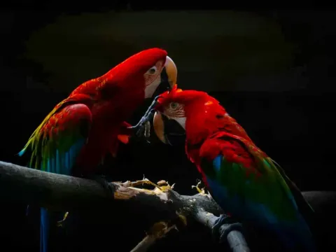 Two vibrant scarlet macaws perched on a branch in the Peruvian rainforest.