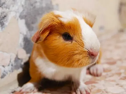 Peruvian guinea pig resting on a wooden superdifie