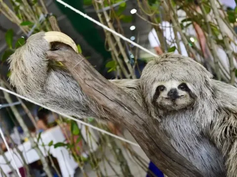 A cute three-toed sloth hanging from a tree branch in the Amazon jungle.