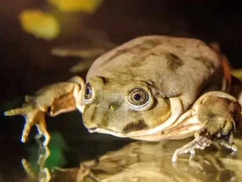 Close-up of a Titicaca water frog, an endangered species native to the high-altitude lake in Peru.