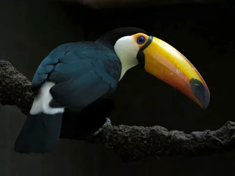 A colorful rainbow-billed toucan sitting on a tree branch in the jungle.