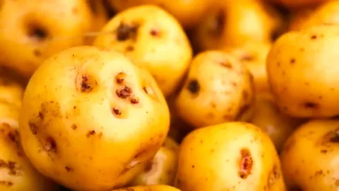 Close-up heap of small, fresh raw yellow 'papa criolla' potatoes