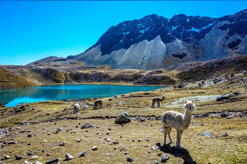 A close-up of a white alpaca standing in the Andean highlands with a vibrant turquoise lagoon and dark mountain peaks behind it.