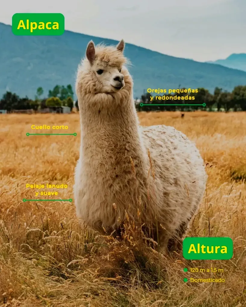 Infographic showing a white alpaca in a field with labels for its small rounded ears, short neck, and soft wool.