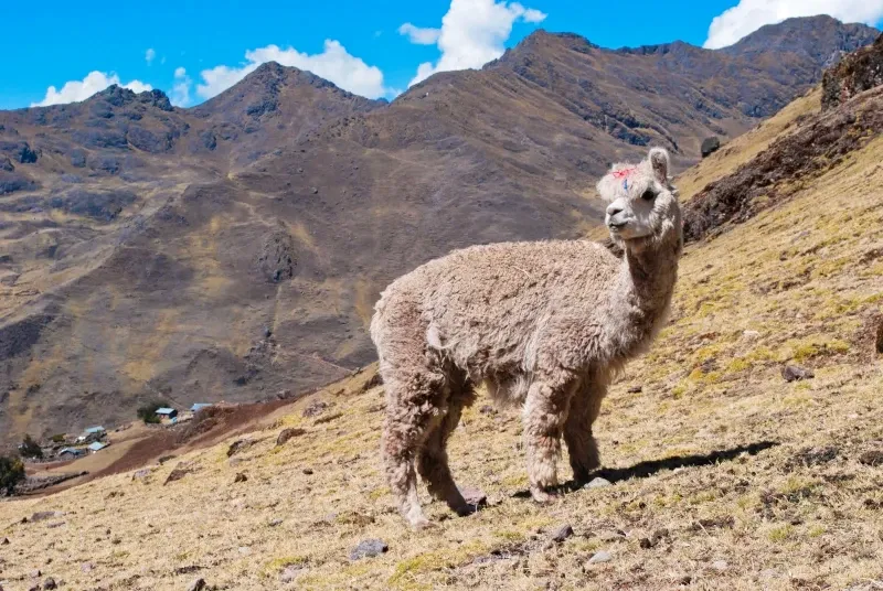 A fluffy white alpaca standing on a dry mountain slope in the Peruvian Andes near Cusco.