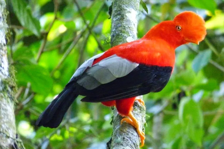 Andean Cock of the Rock The bright orange and black Andean Cock-of-the-rock, Peru's national bird, perched on a mossy branch.