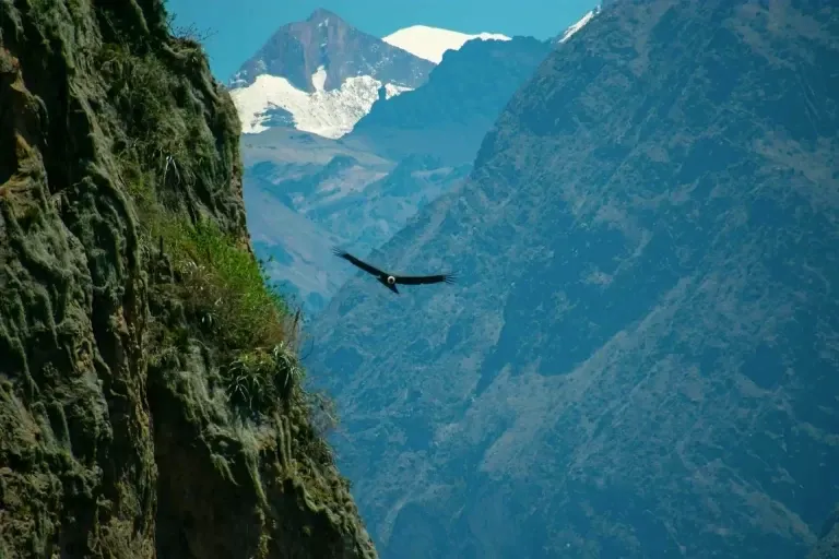 Andean Condor flying in the foreground with a majestic snow-capped mountain peak in the background.