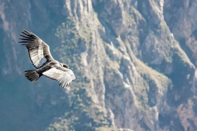 An Andean Condor soaring high above steep rocky mountain cliffs.