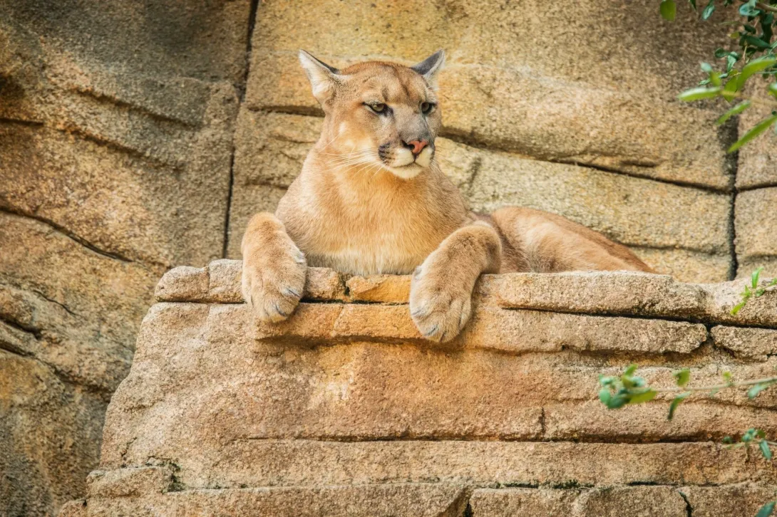Andean Puma Wildlife A majestic Andean puma resting on a rock formation in its natural habitat near Cusco.