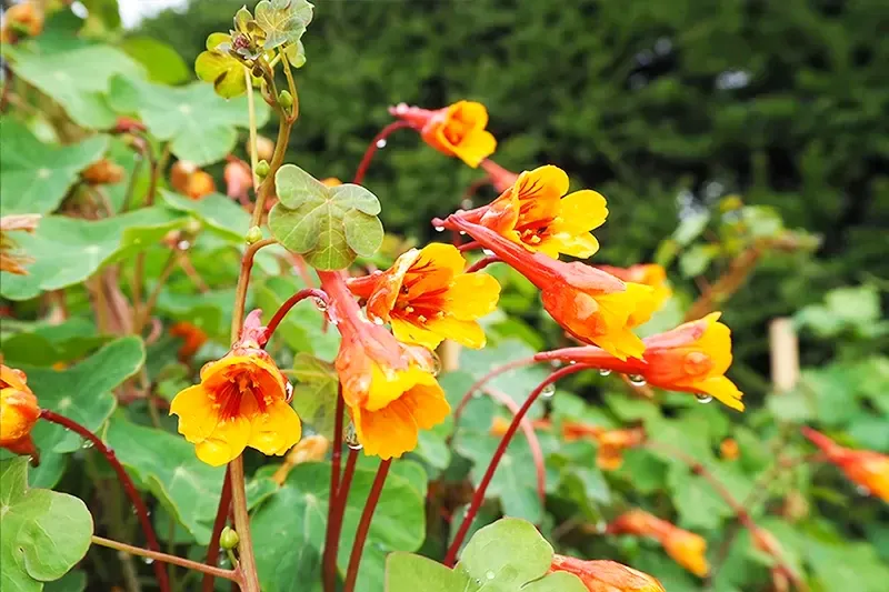 Vibrant yellow and orange Andean wildflowers, known as Mashua, blooming in the highlands of Peru with raindrops on petals.