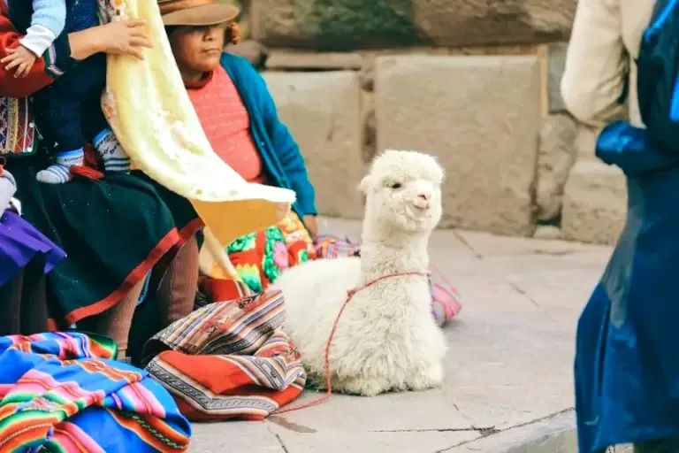 Friendly baby alpaca in the heart of Cusco A fluffy white baby alpaca resting on a stone pavement next to colorful traditional blankets in Cusco.