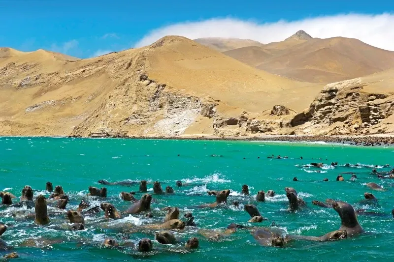 A large colony of sea lions swimming and resting in the turquoise waters near the coast of Paracas, Peru.