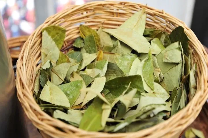 A wicker basket filled with dried coca leaves, ready for consumption or ritual use in the Andes.