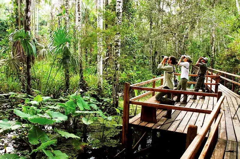 Tourists using binoculars to observe wildlife from a wooden platform deep inside the tropical jungle.