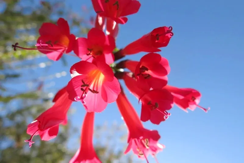 Close-up of bright pink Cantuta flowers, the national flower of Peru, blooming against a clear blue sky.