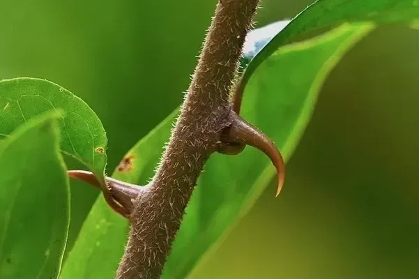 Close-up of the curved thorn of the Cat's Claw plant (Uncaria tomentosa), a famous medicinal vine from the Amazon.