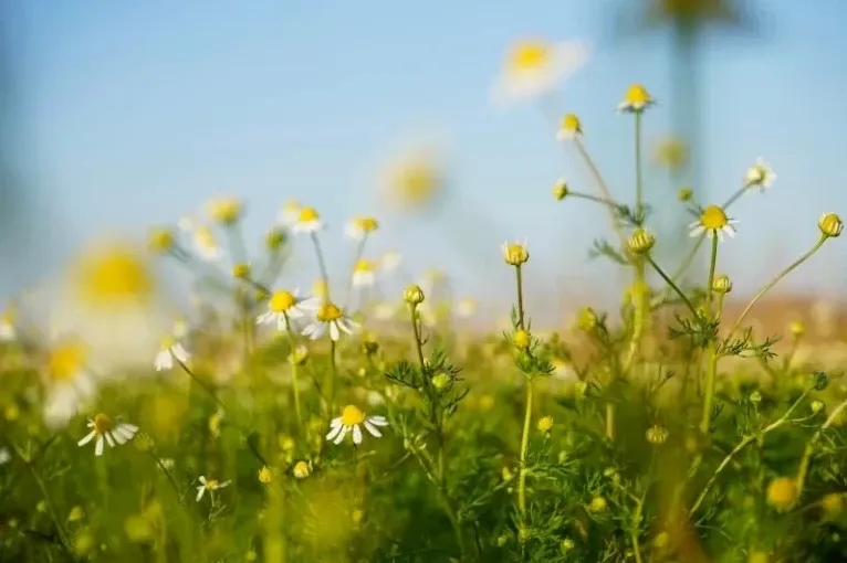 Wild chamomile flowers growing in a field, used as a natural medicinal remedy in the Peruvian Andes.