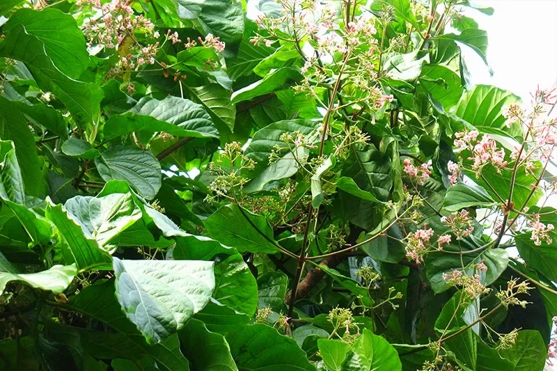 Lush green leaves and small pink flowers of the Cinchona tree, the national tree of Peru, found in the Manu rainforest.