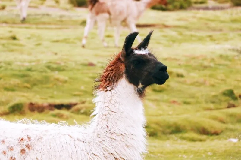 Detailed close-up of a white and brown llama's face in a rural mountain field in Peru.