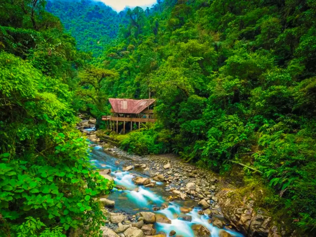 Cloud Forest Manu Reserve