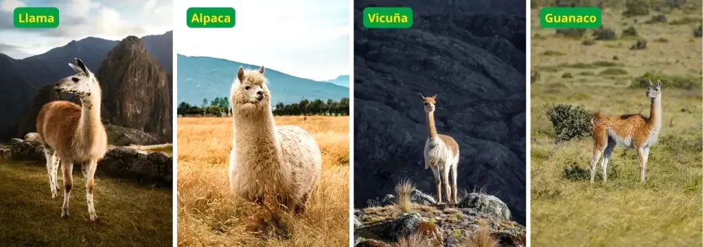 Side-by-side comparison images of a Llama, Alpaca, Vicuña, and Guanaco in different Andean landscapes.
