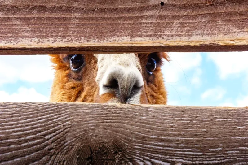 Close-up of a brown alpaca's face peeking through the slats of a rustic wooden fence.